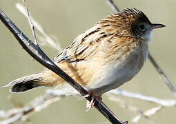 Zitting Cisticola