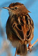 Zitting Cisticola