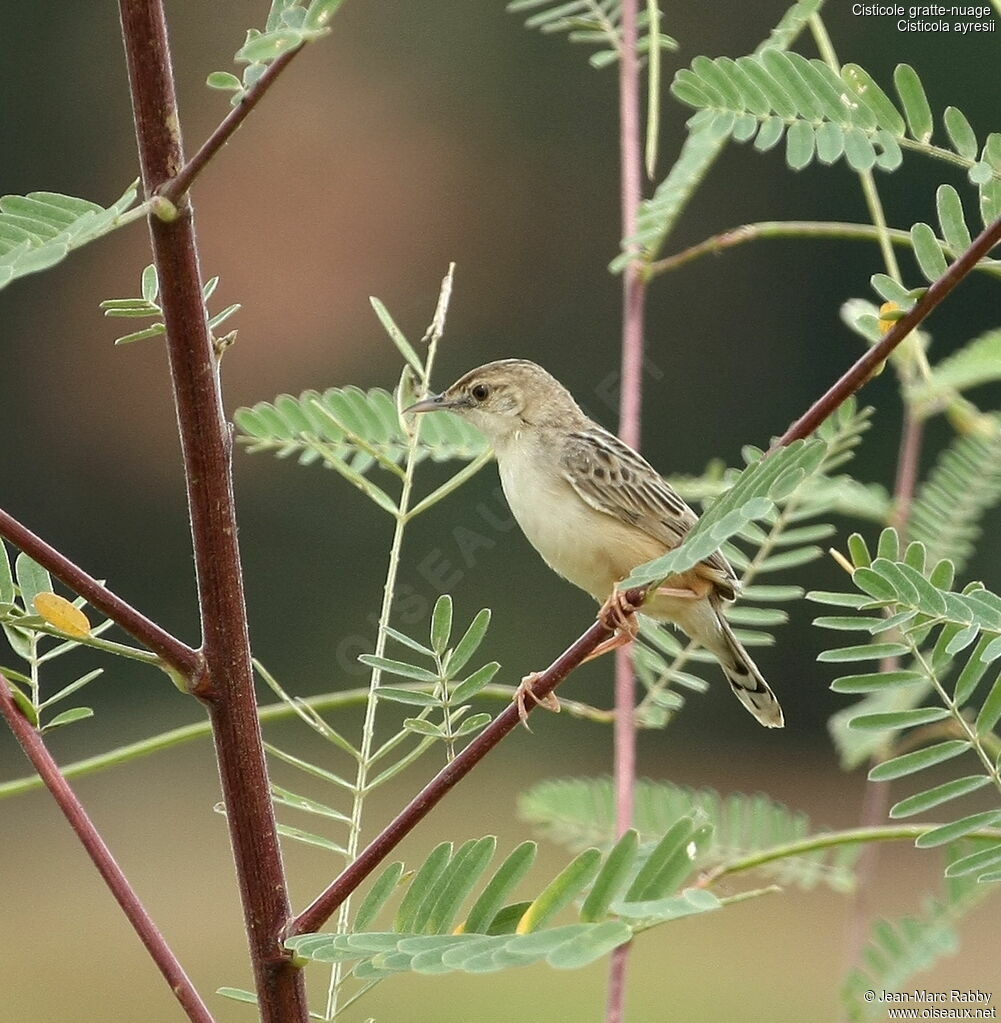 Wing-snapping Cisticolaadult, identification