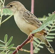 Wing-snapping Cisticola