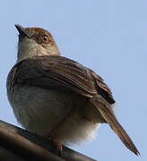 Rufous-winged Cisticola