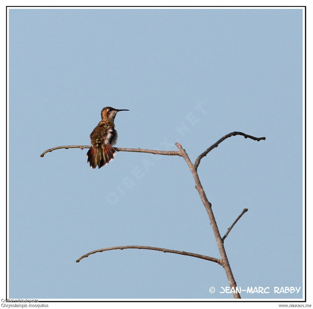 Ruby-topaz Hummingbird, identification