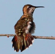 Colibri rubis-topaze