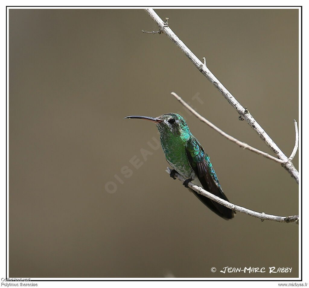 Green-tailed Goldenthroat, identification