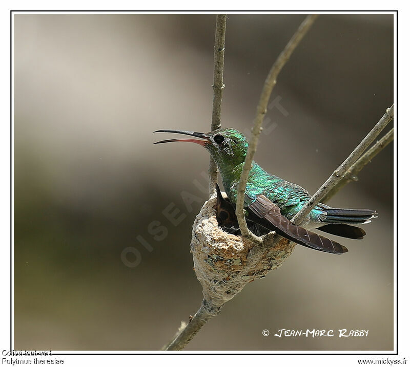Green-tailed Goldenthroat, identification, Reproduction-nesting