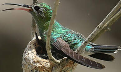 Colibri tout-vert
