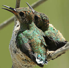 Colibri tout-vert