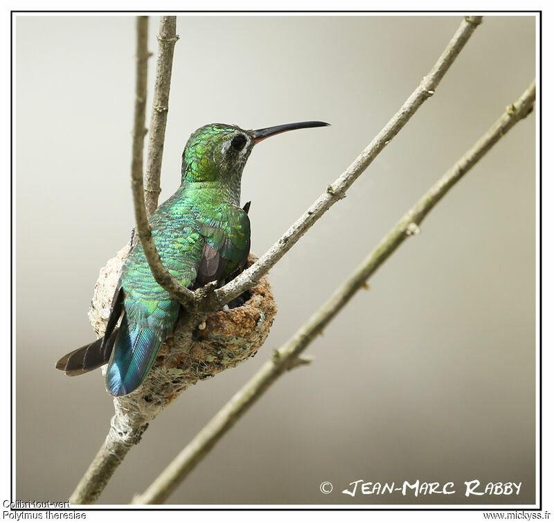 Colibri tout-vert, identification