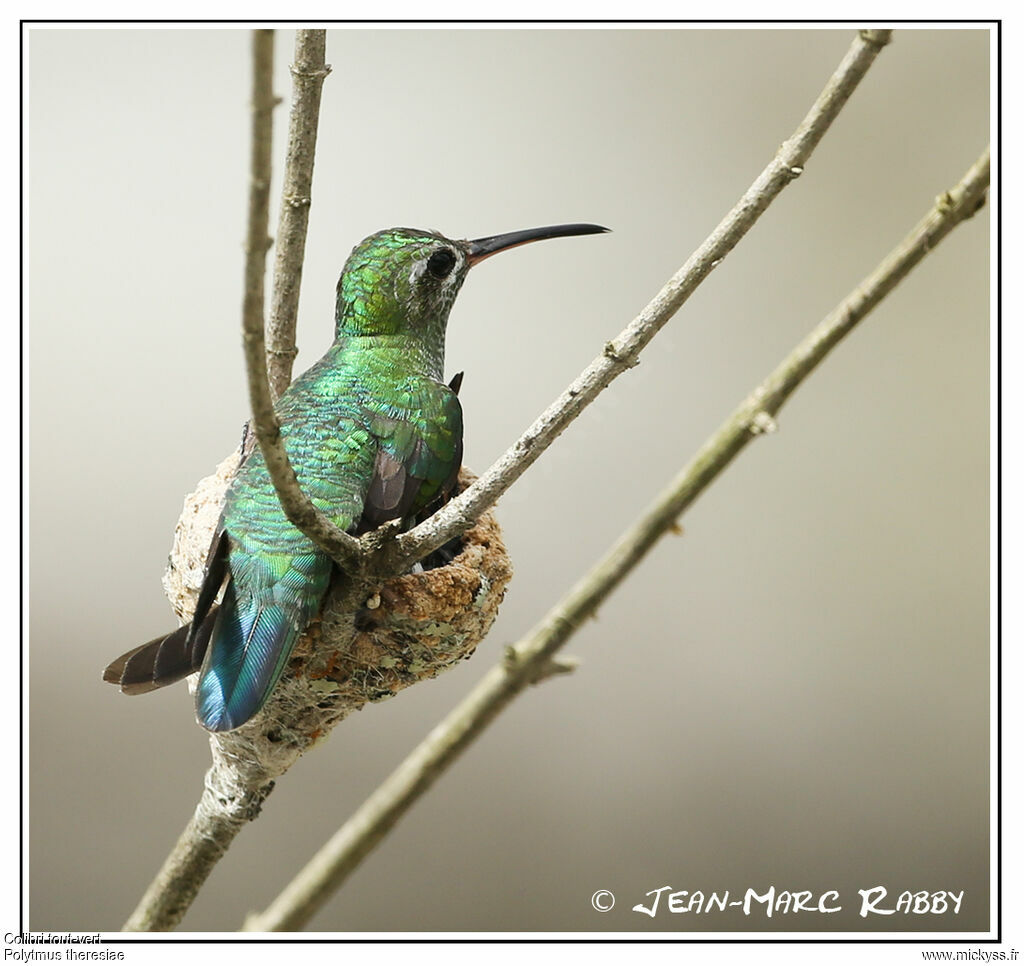 Green-tailed Goldenthroat, identification