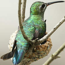 Colibri tout-vert