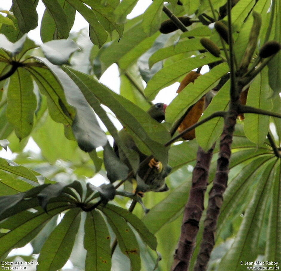 African Green Pigeon