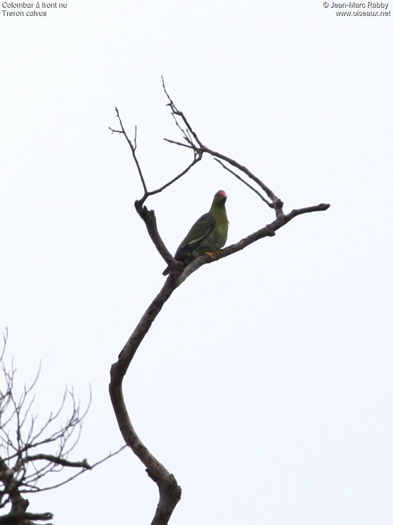 African Green Pigeon