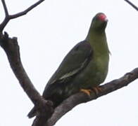 African Green Pigeon
