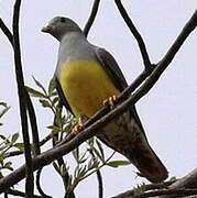 Bruce's Green Pigeon