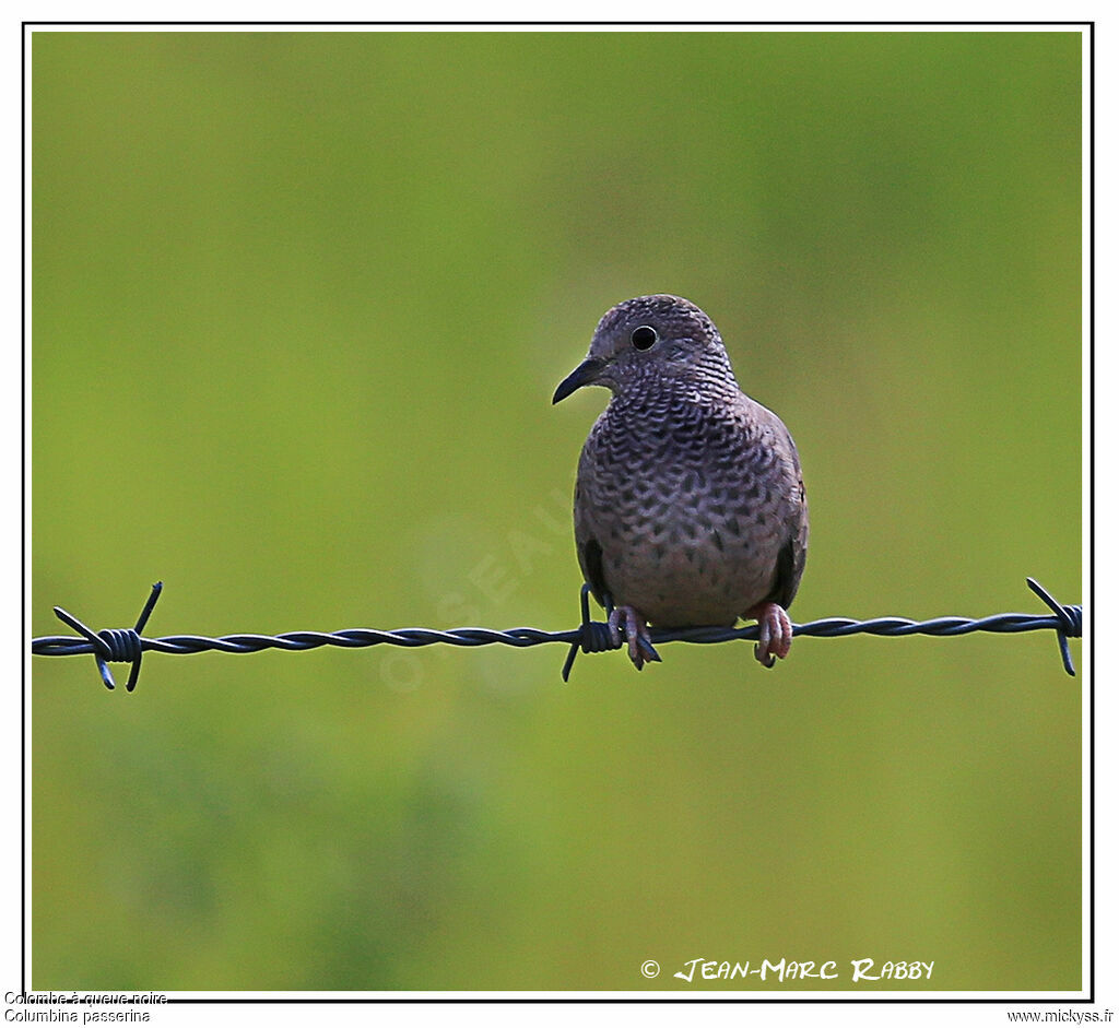 Common Ground Dove, identification