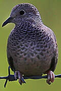 Common Ground Dove