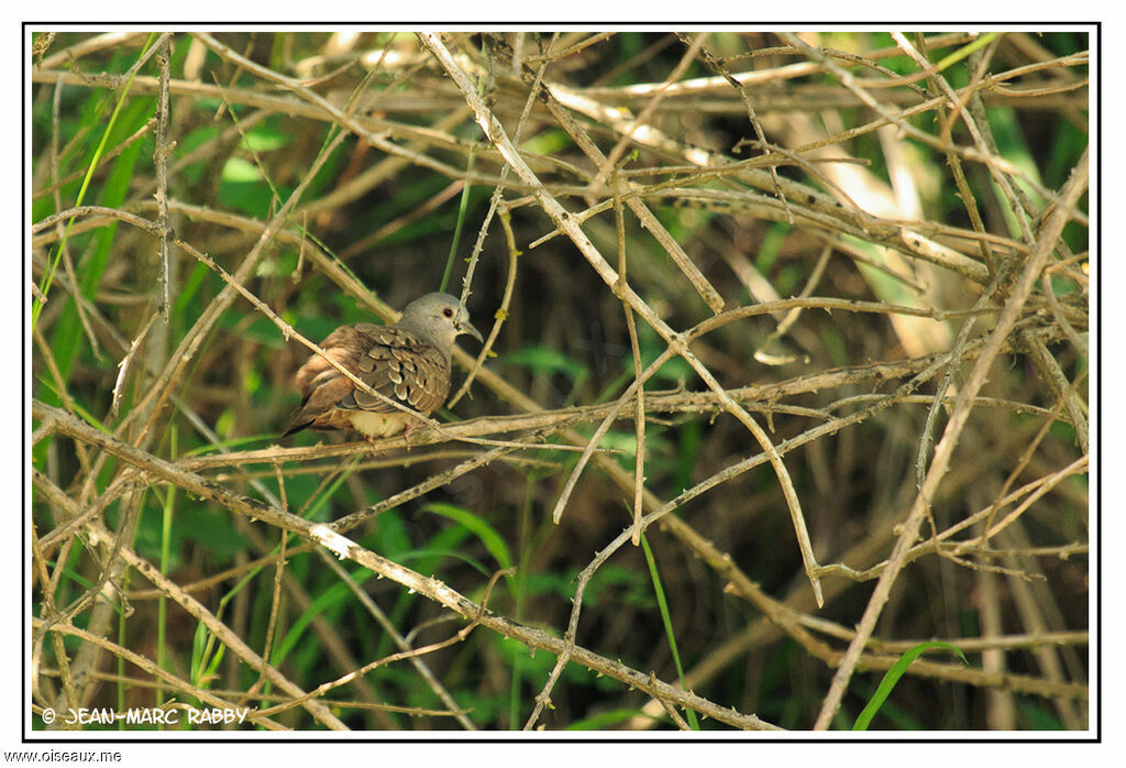 Colombe pygmée, identification