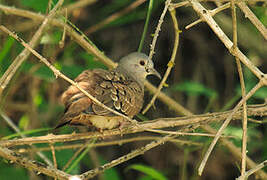 Plain-breasted Ground Dove