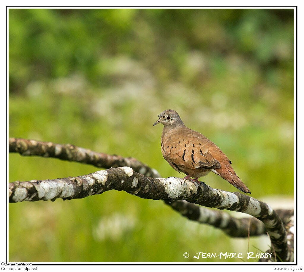 Colombe rousse, identification