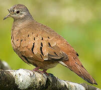 Ruddy Ground Dove