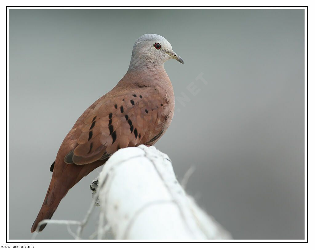 Ruddy Ground Dove, identification