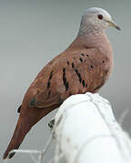 Ruddy Ground Dove