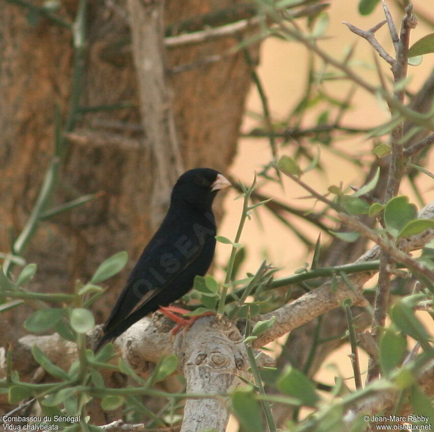 Village Indigobird