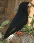 Village Indigobird