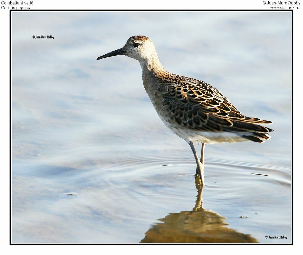 Ruff, identification