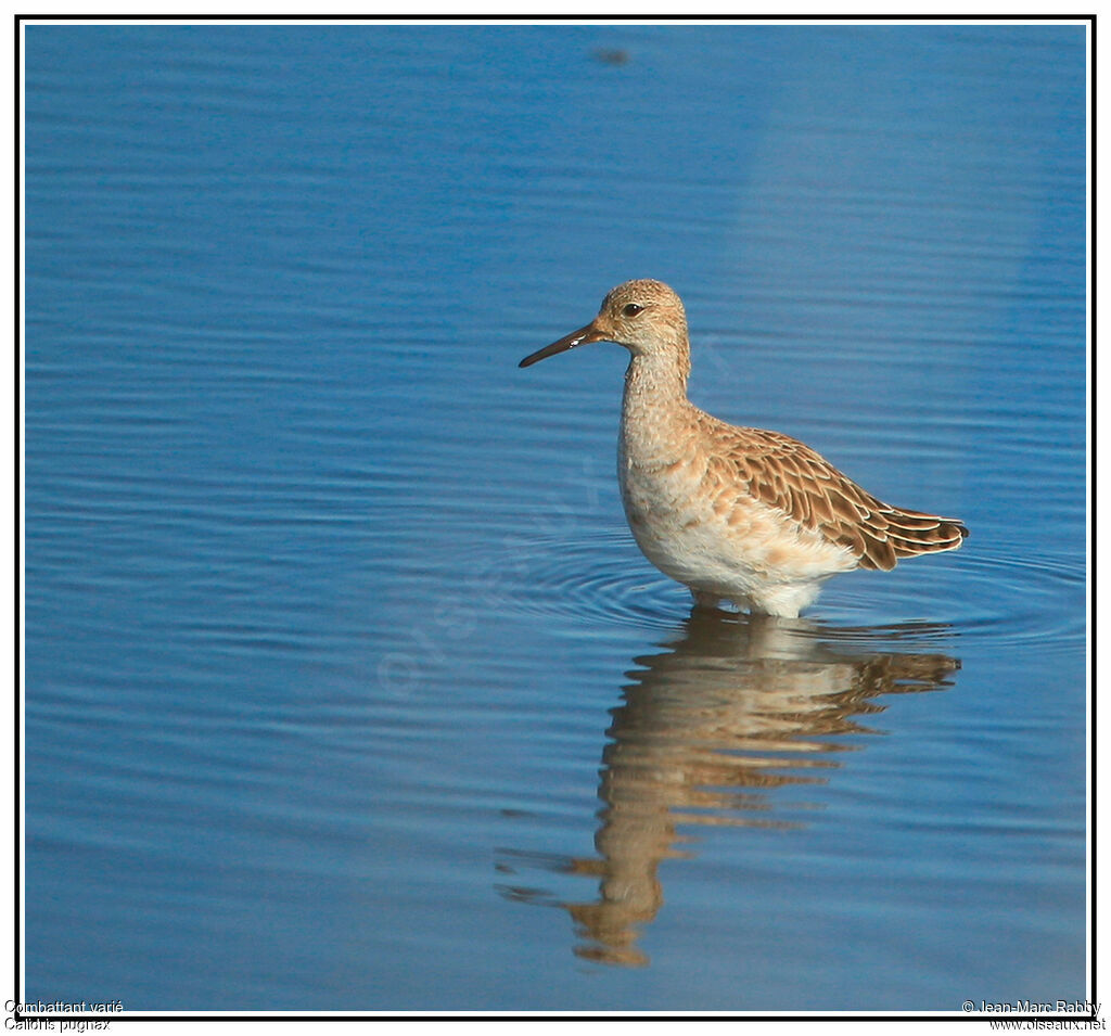 Combattant varié, identification