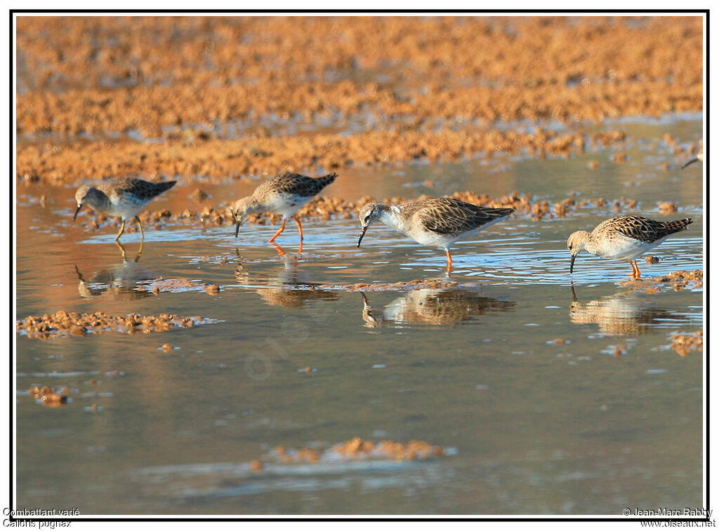 Ruff, identification