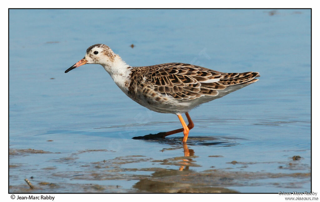 Combattant varié, identification