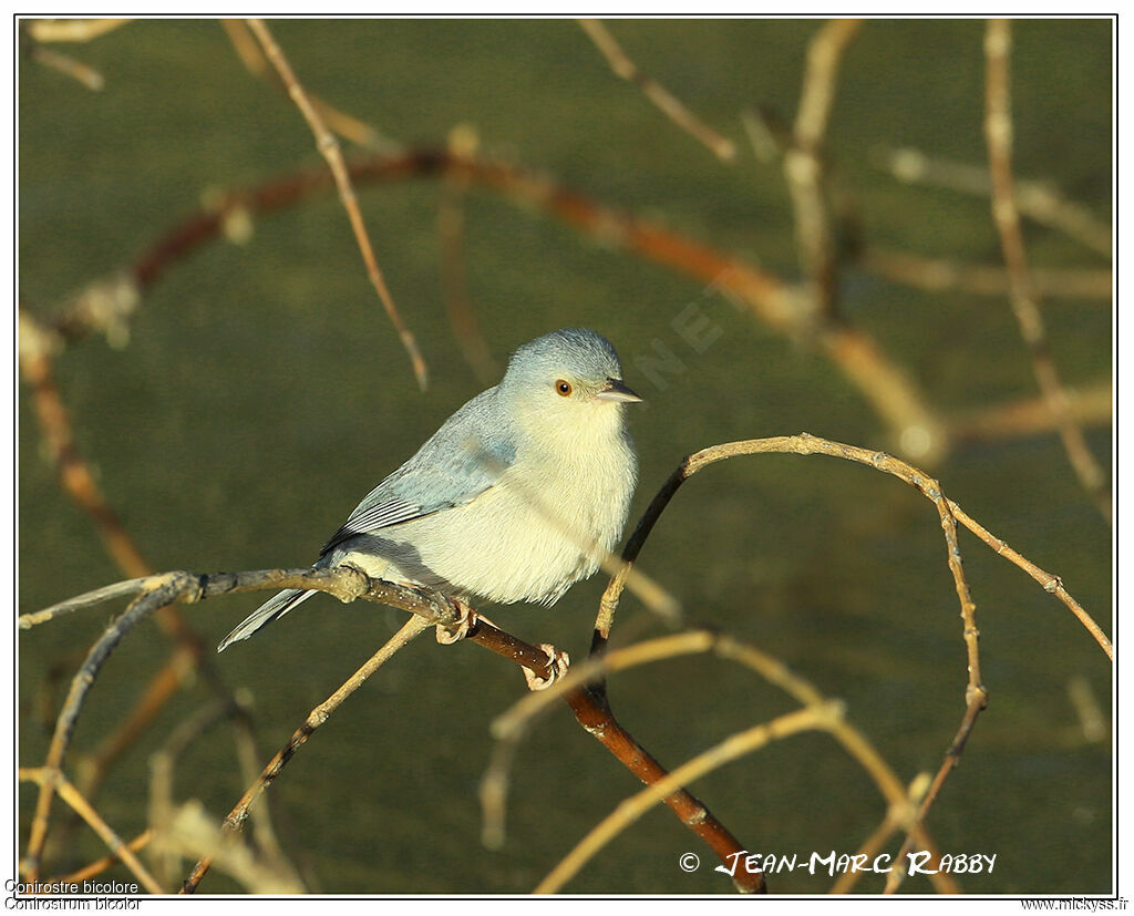 Bicolored Conebill, identification