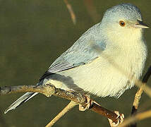 Bicolored Conebill