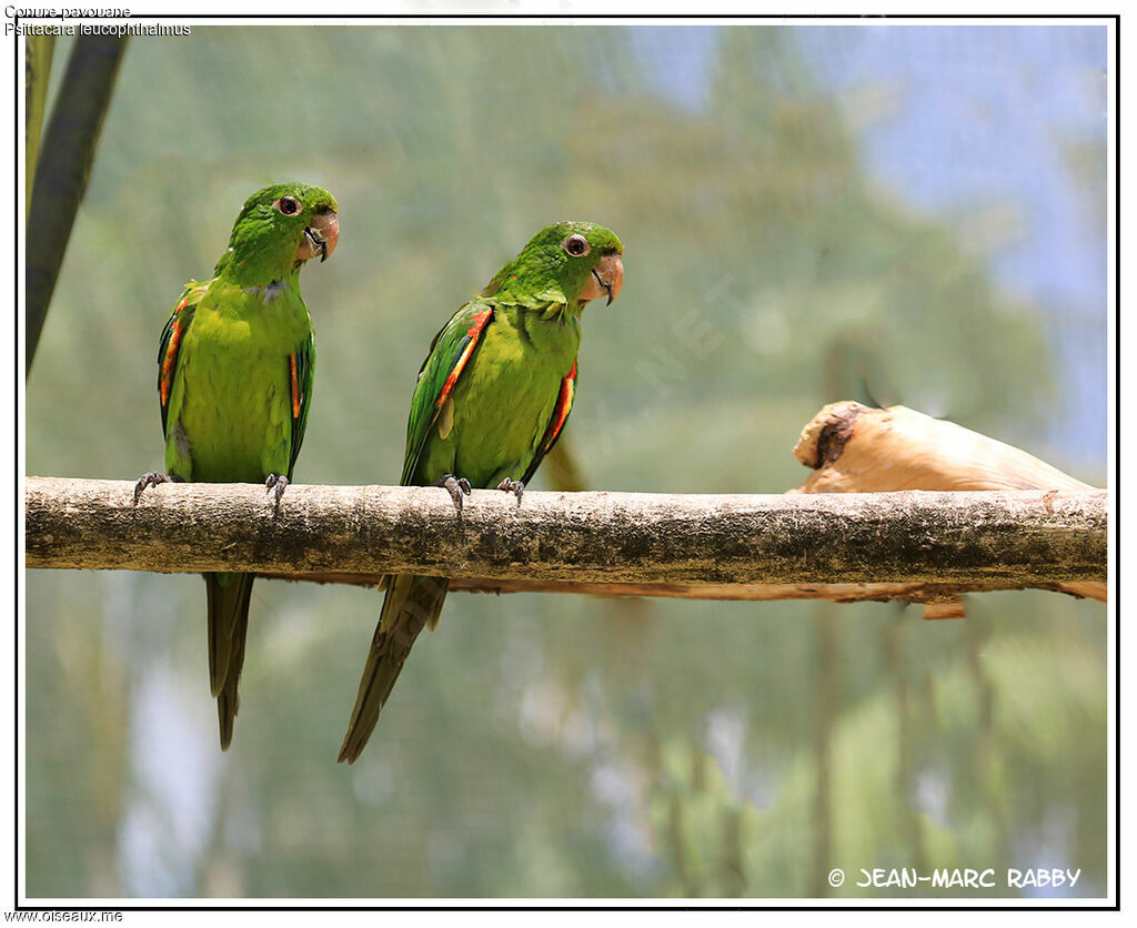 White-eyed Parakeet, identification