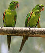 Conure pavouane