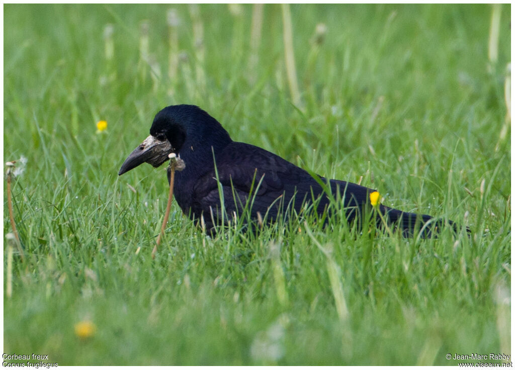 Corbeau freuxadulte, pêche/chasse