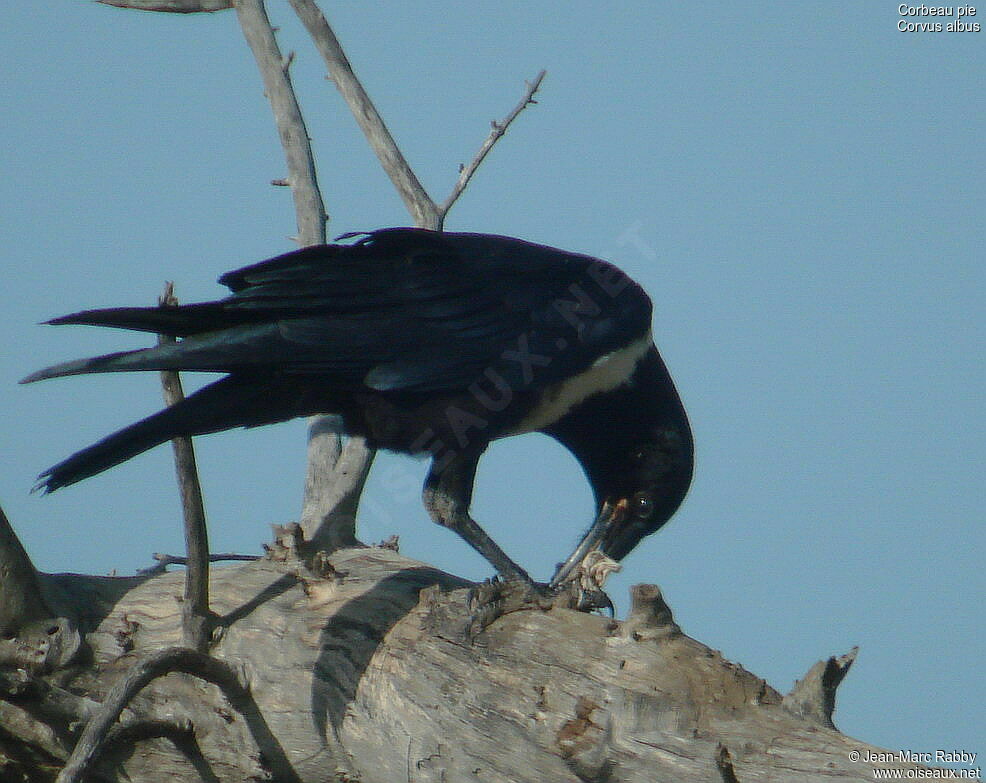 Corbeau pie