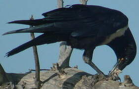 Pied Crow