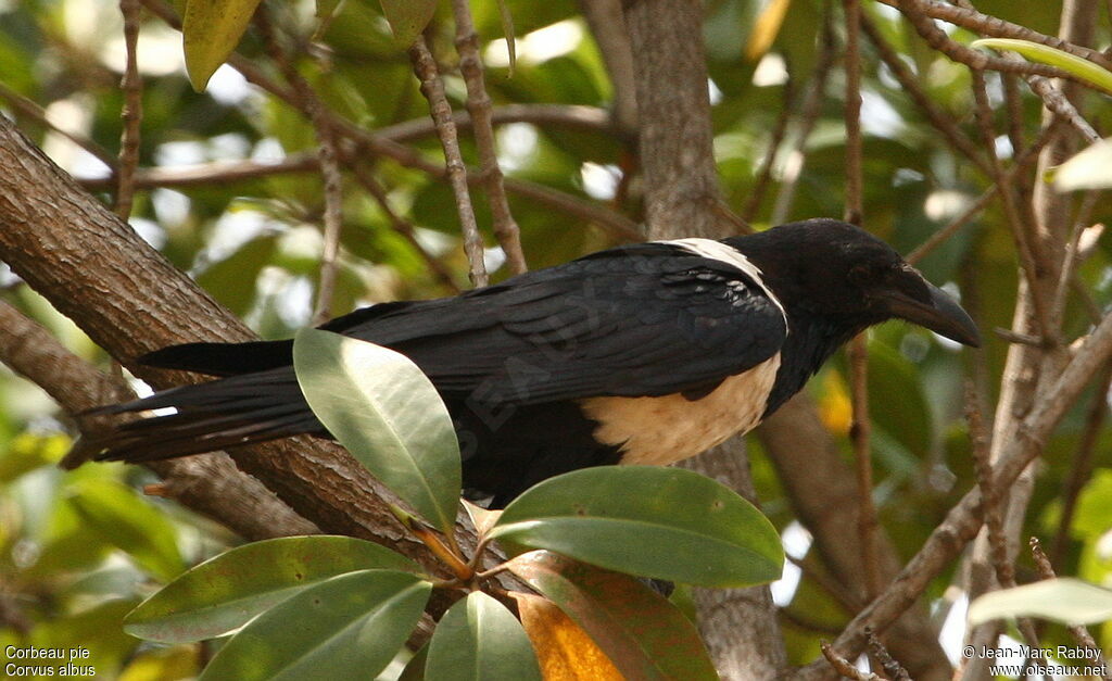 Corbeau pie