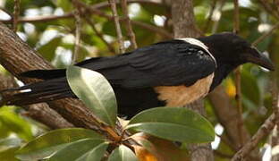 Pied Crow