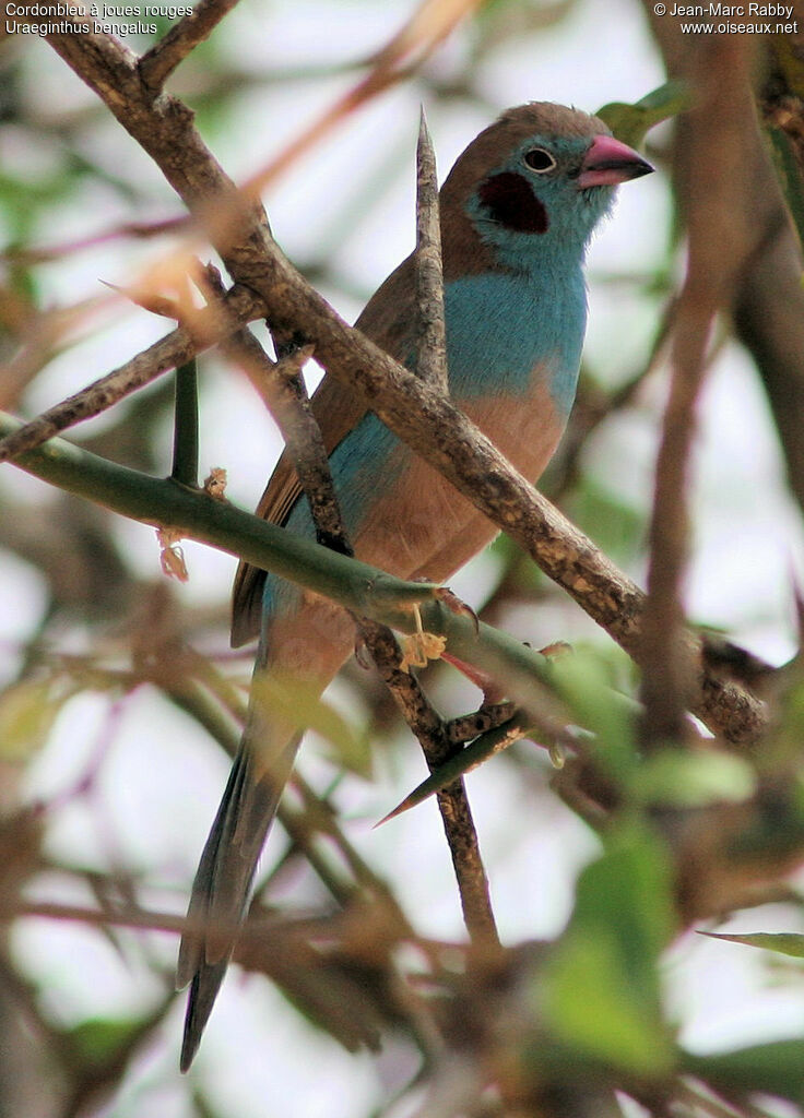 Red-cheeked Cordon-bleu, identification