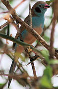 Red-cheeked Cordon-bleu