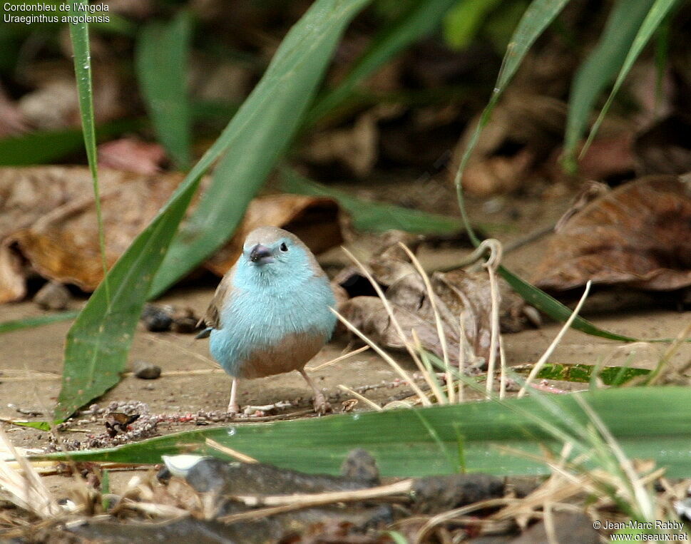 Blue Waxbill