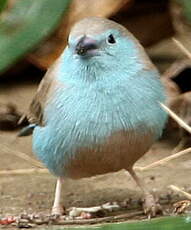 Cordonbleu de l'Angola