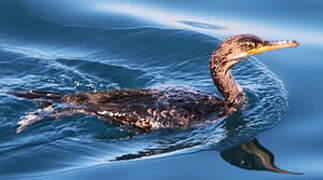 European Shag