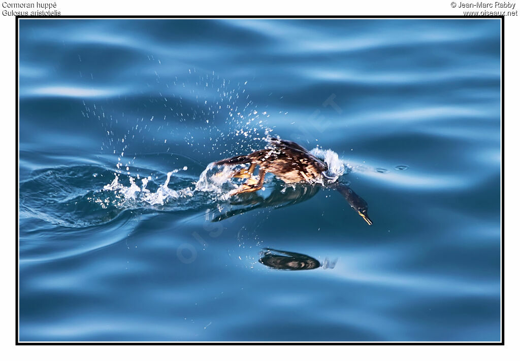 European Shag, identification, Behaviour