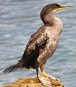 European Shag