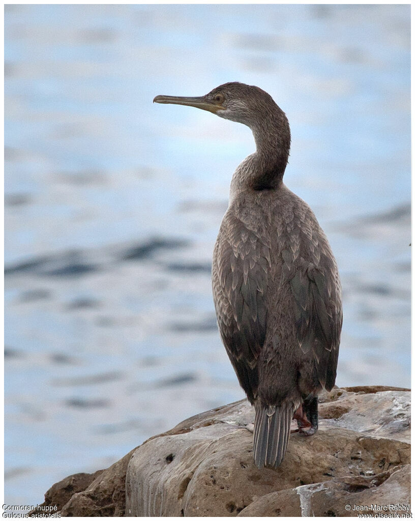 Cormoran huppé, identification