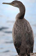 European Shag